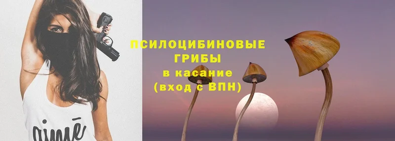 Псилоцибиновые грибы Psilocybe  купить   Карталы 